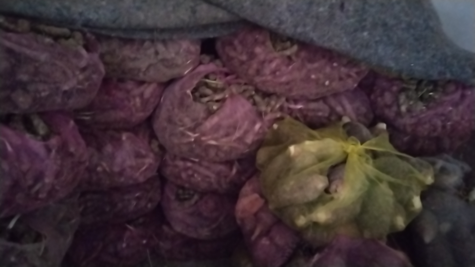 芋头原材料展示