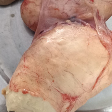 鸡新鲜鸡黄又名鸡宝