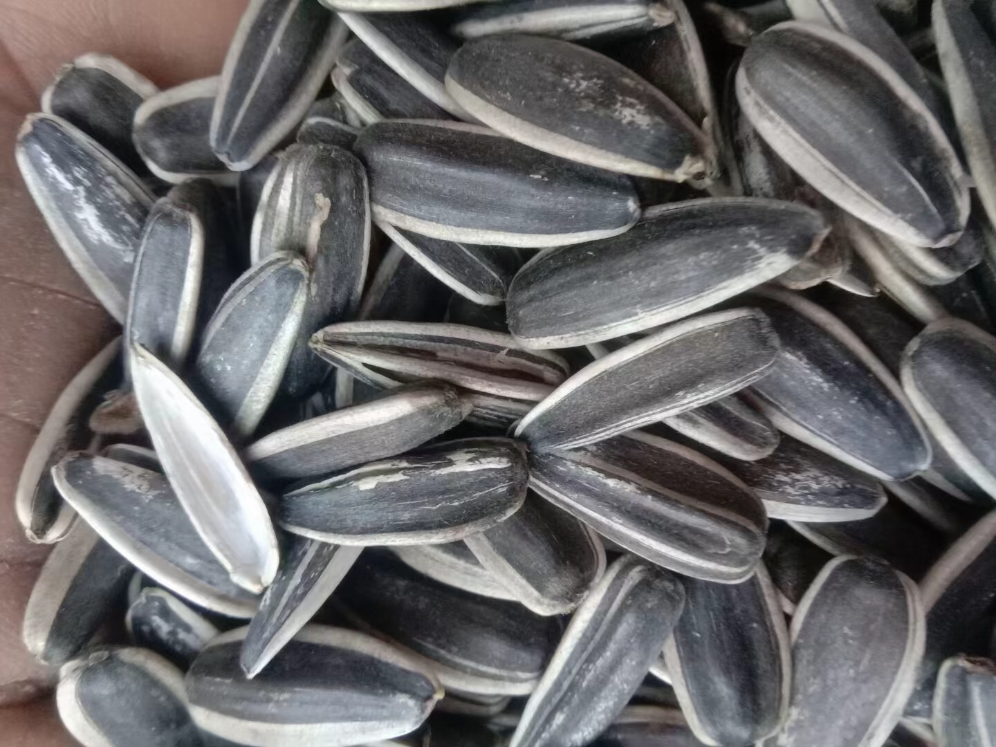 甜瓜籽成品图,展示其作为健康零食的外观与色泽 甜瓜籽成品图展示其作为健康零食的外观