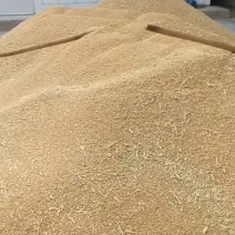 青稞粮食
