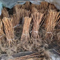 红树莓，黄树莓，黑树莓，产地直发，品质保证。