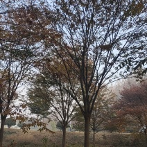 银杏树，美国红枫，榉树，朴树，乌桕