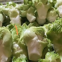 早儿菜