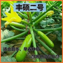 耐热耐寒抗病毒西葫芦苗瓜条油亮无限生长型产量高