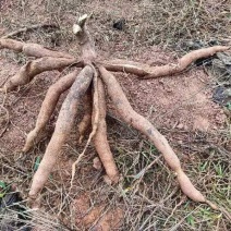 想卖木薯