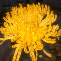 各种金丝黄菊精品，各类菊花，金丝黄菊