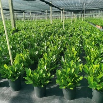 尖叶150#金钱树种植户实拍图全靓货，可批全国各地