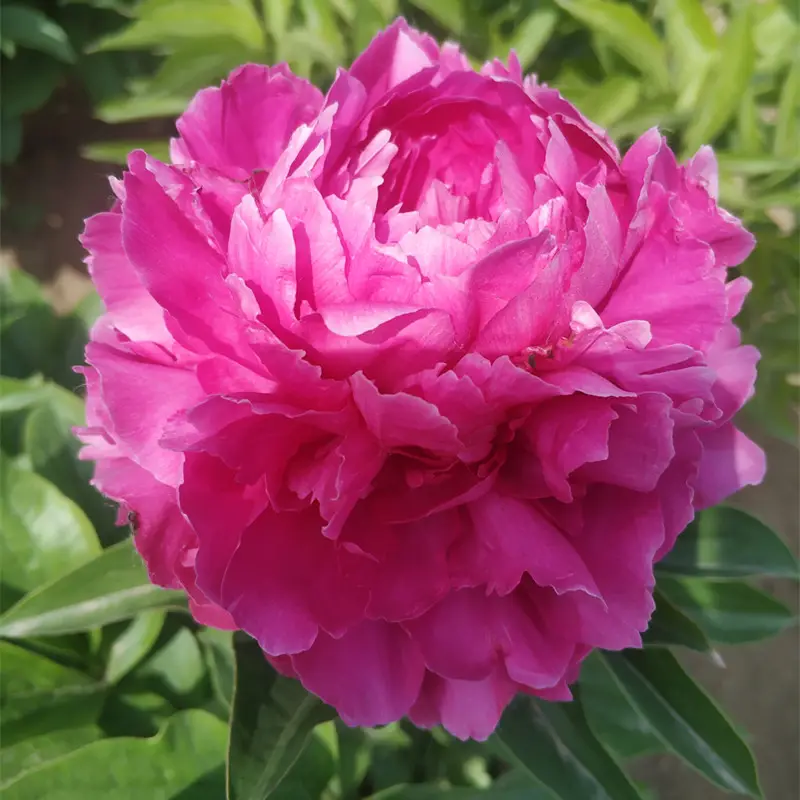 芍药大富贵大花双层