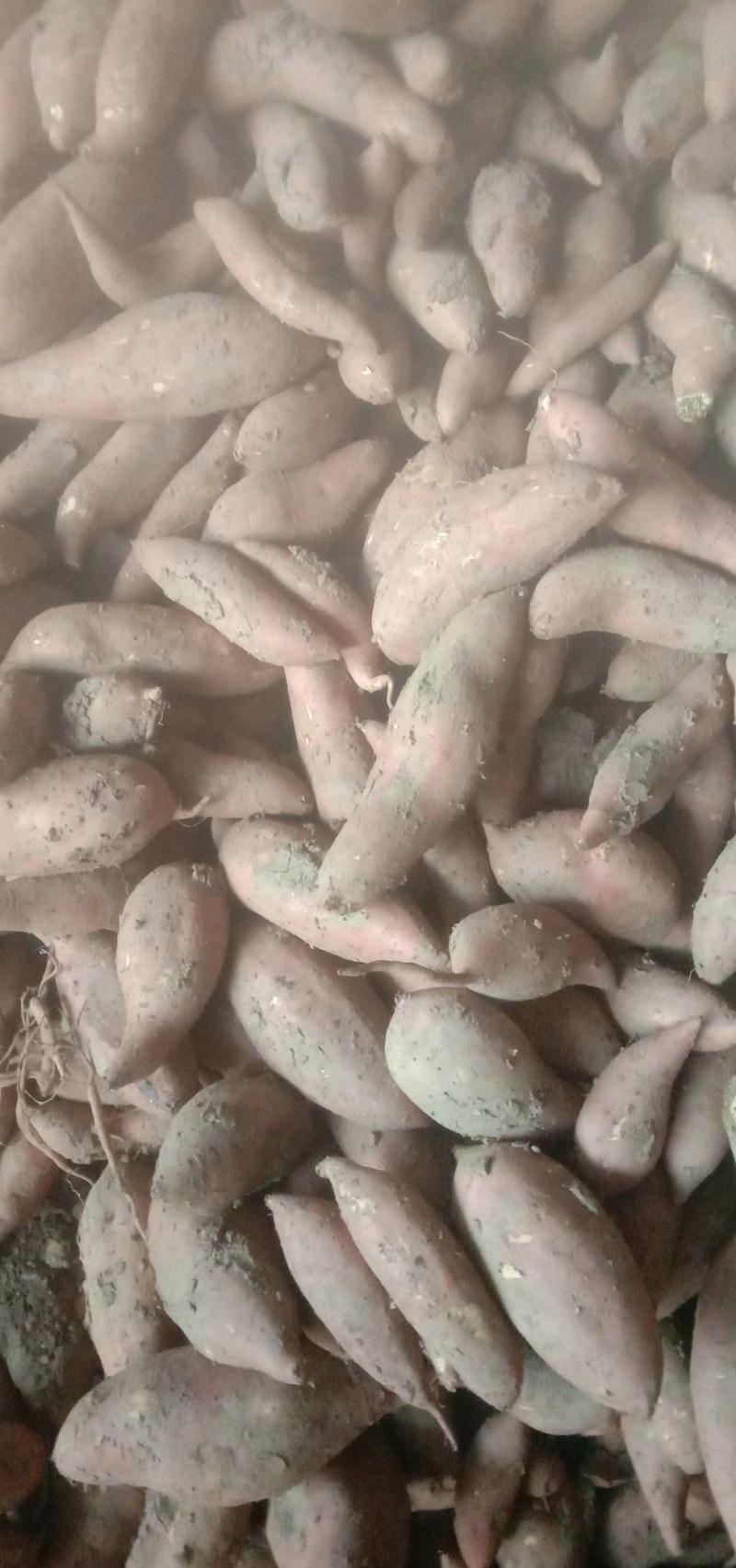 河南鹿邑红薯基地