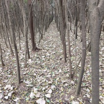 十年以上大叶女现货量大从优价格好商量要多少棵都行