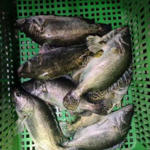 鲈鱼，鳜鱼