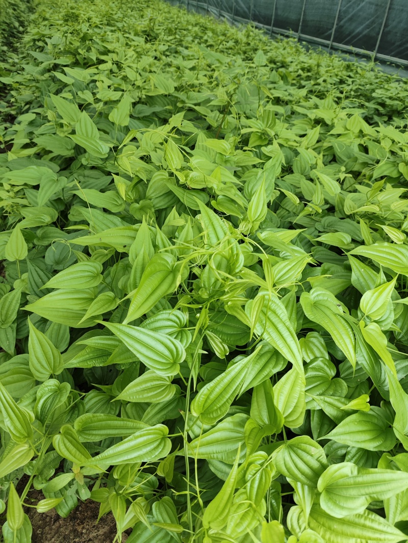 四川对叶大百部种苗,基地一手货源,供货稳定充足,成活率高