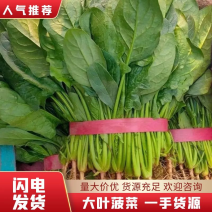 河北精品大叶菠菜大量有货，代办多年，经验丰富，欢迎致电