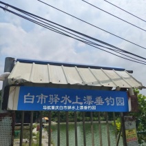 麻鲫，香云鲫，重庆白市驿水上漂垂钓园