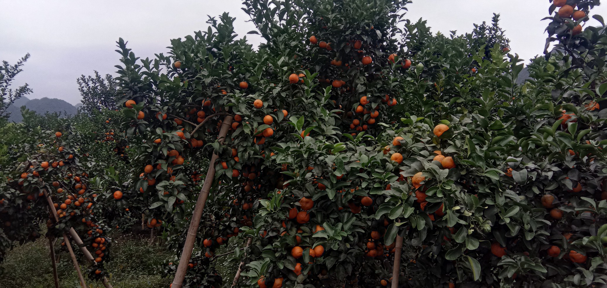 沙糖桔果园丰收景象