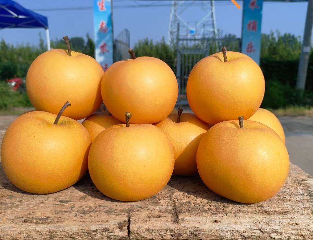 黄金梨特写展示