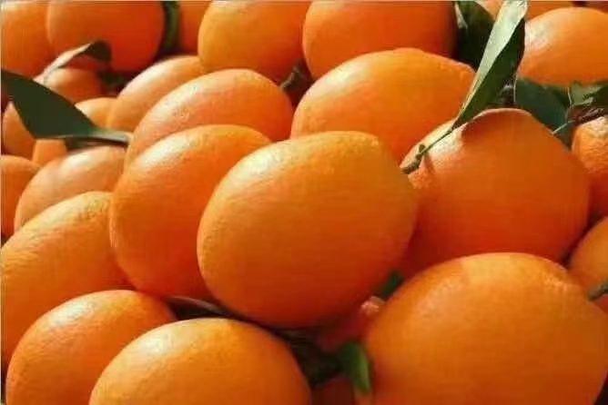 不同品种的橙子对比图