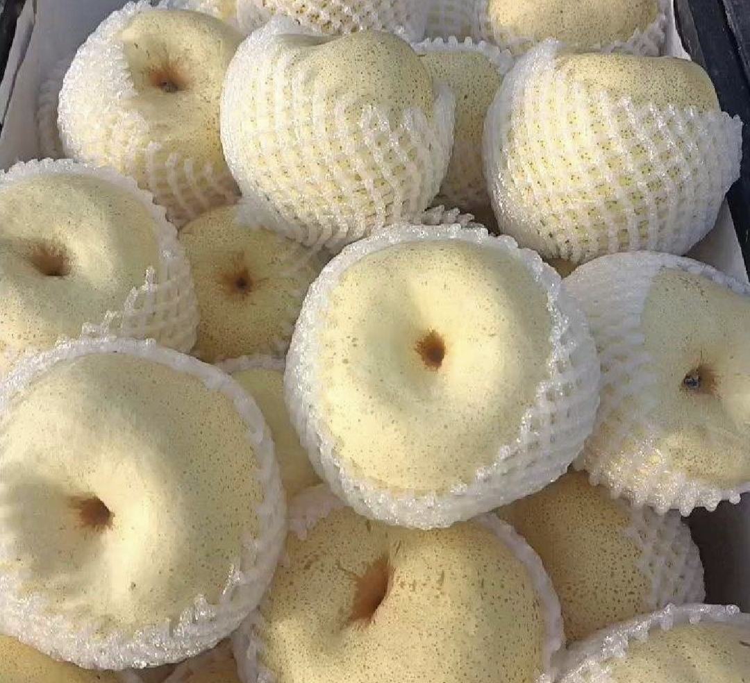 藏乌梨果实特写