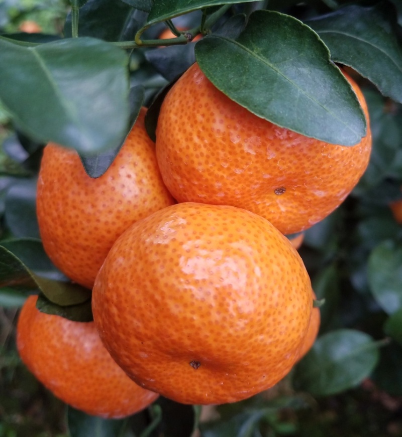 广西沙糖桔橘子专业代办团队供应市场商超市场电商等