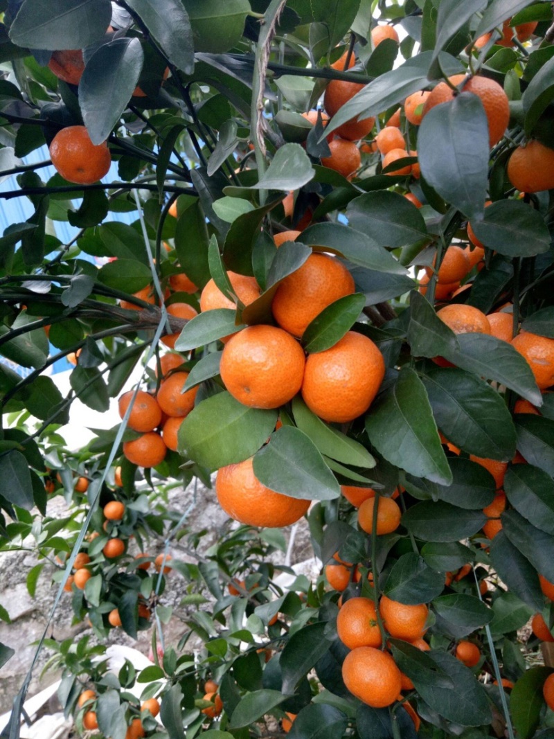 广西沙糖桔橘子专业代办团队供应市场商超市场电商等