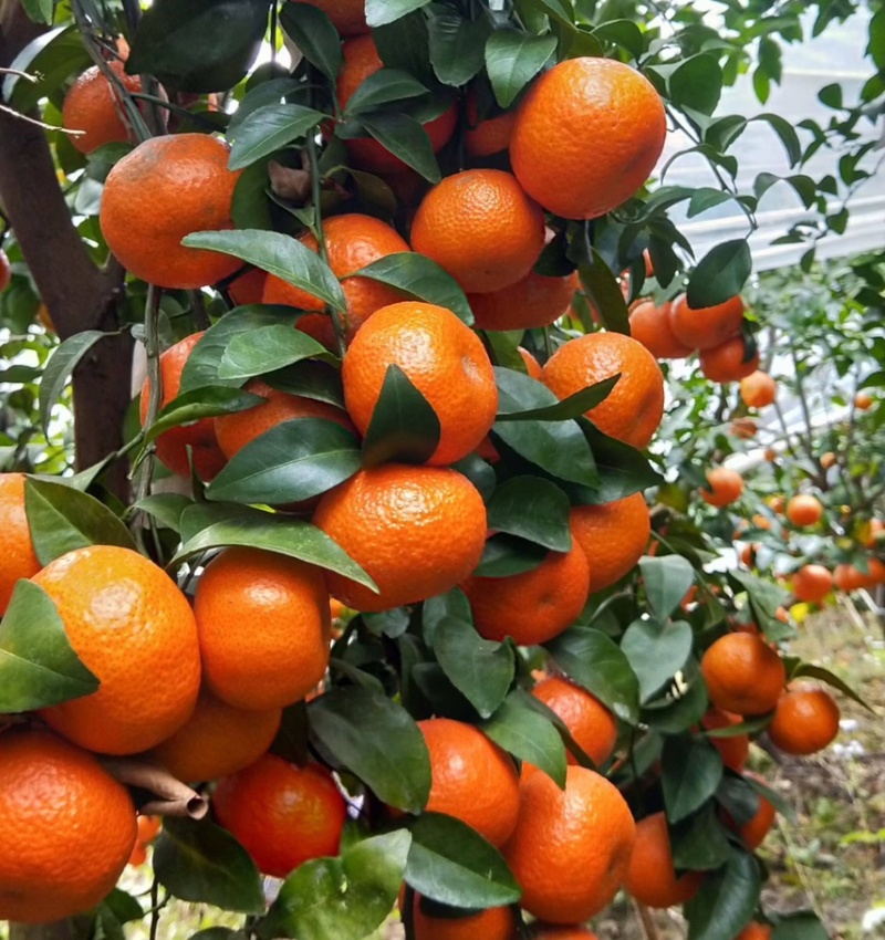 广西沙糖桔橘子专业代办团队供应市场商超市场电商等