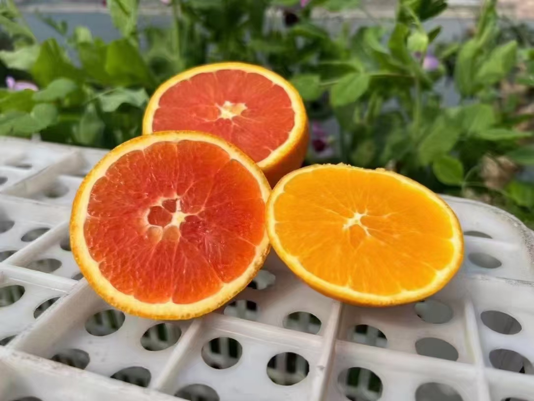 成熟纽荷尔脐橙特写