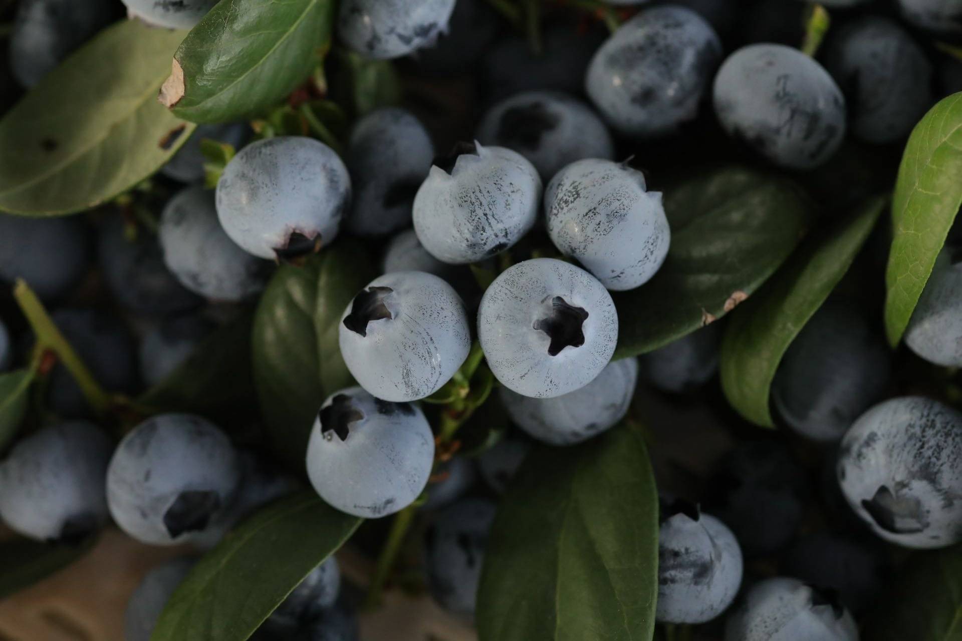 蓝莓与李子的对比图