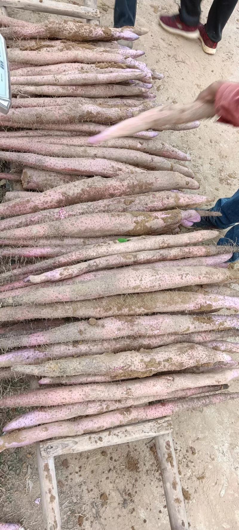 精品广西小叶红皮淮山药,货源充足产地直发
