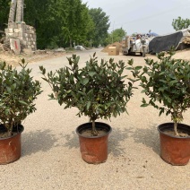 金银花树林鑫华盆栽盆栽，地栽金银花，棒棒糖状，自家种植