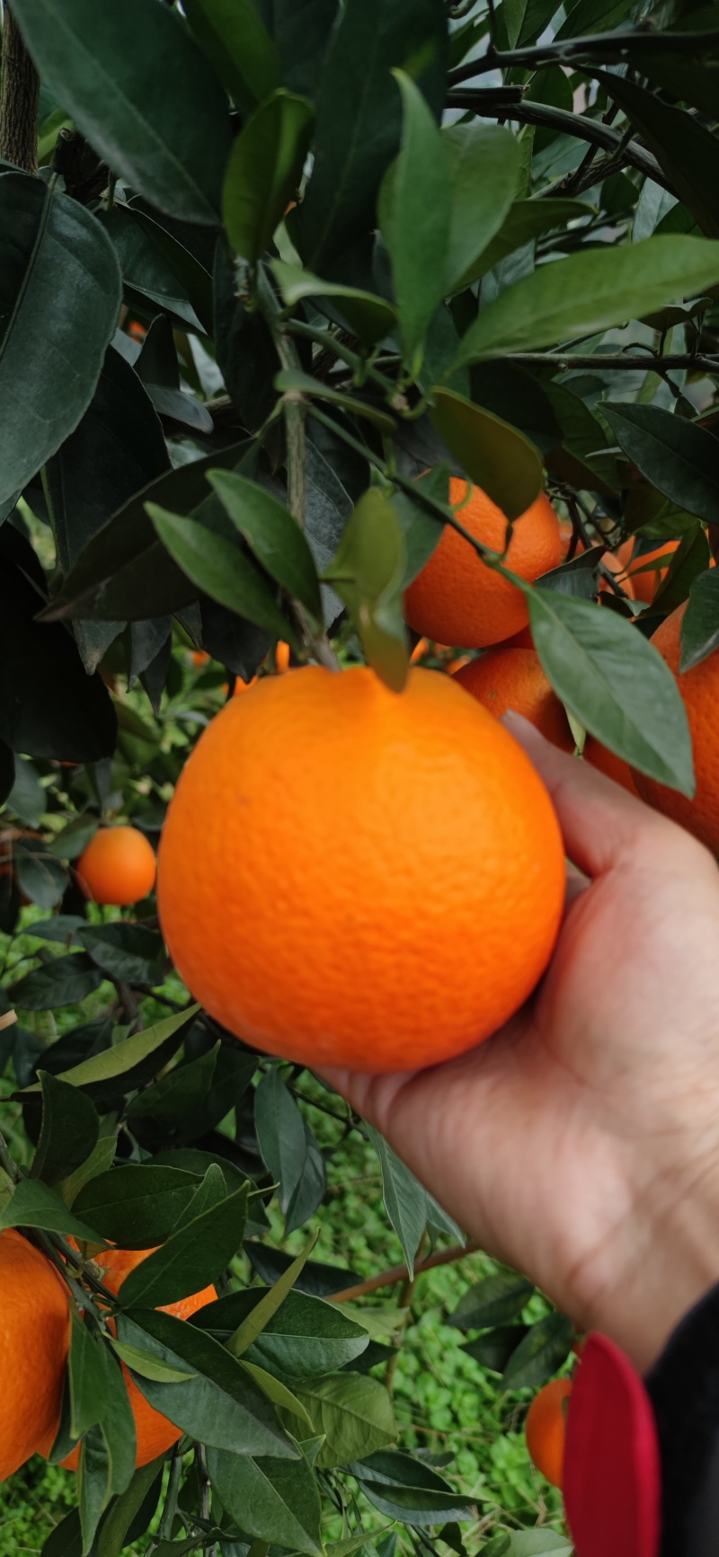 秭归脐橙(九月红,纽荷尔,伦晚)