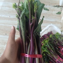 红菜苔