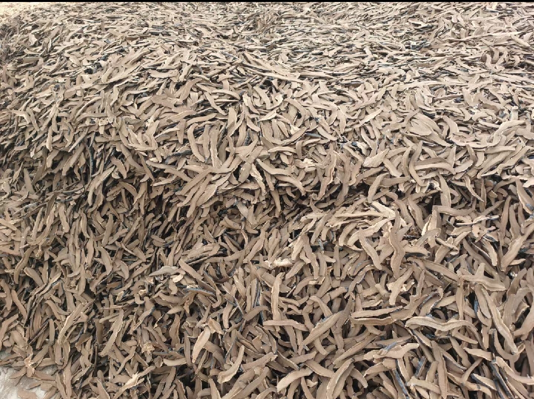 中医师正在调配含赤灵芝的复方中药饮片