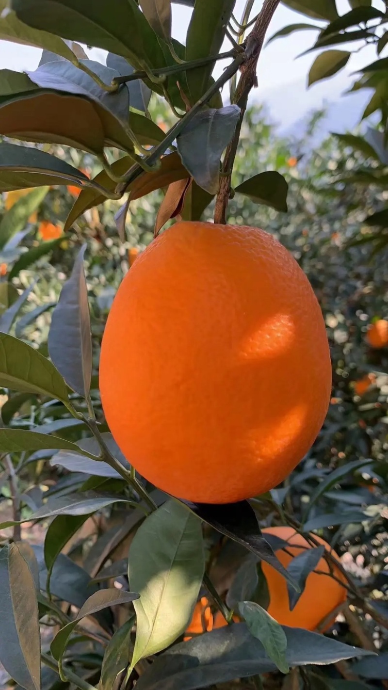 [长虹脐橙批发]长虹脐橙价格0.60元/斤 - 一亩田