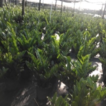 海南金钱树种植基地210#A货基地大量出货中欢迎咨询
