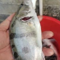 鳜鱼