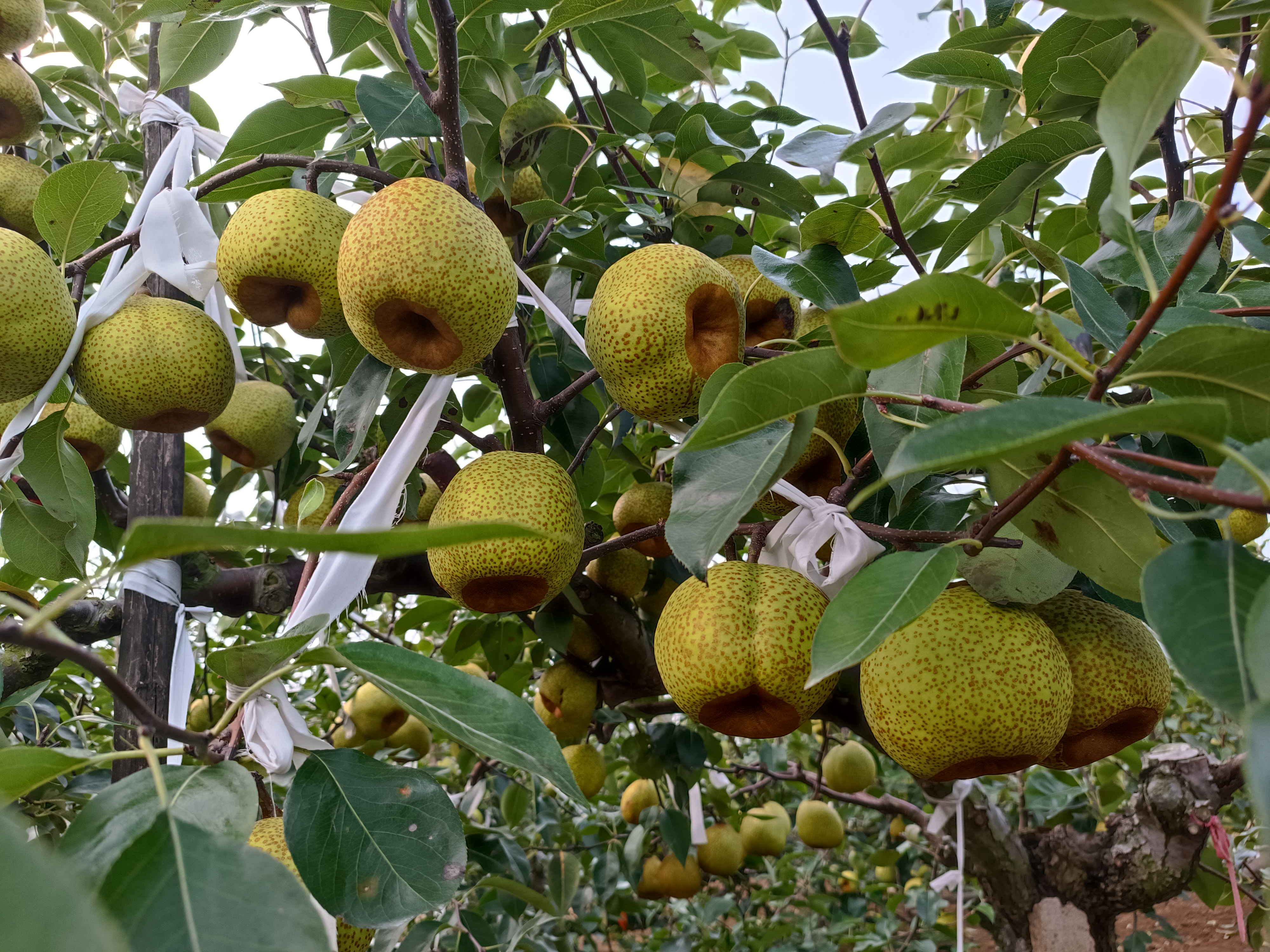 华北地区某早酥梨种植基地,成片梨树整齐排列,枝头挂满浅黄色果实,果农正在采摘,地面铺设反光膜以促进果实着色,体现现代化果园管理方式 早酥梨果园实景图
