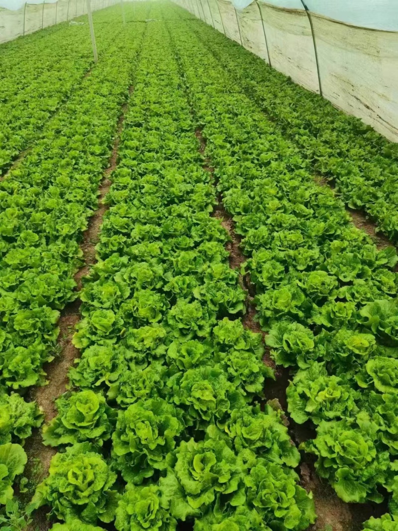 意大利生菜,大棚种植