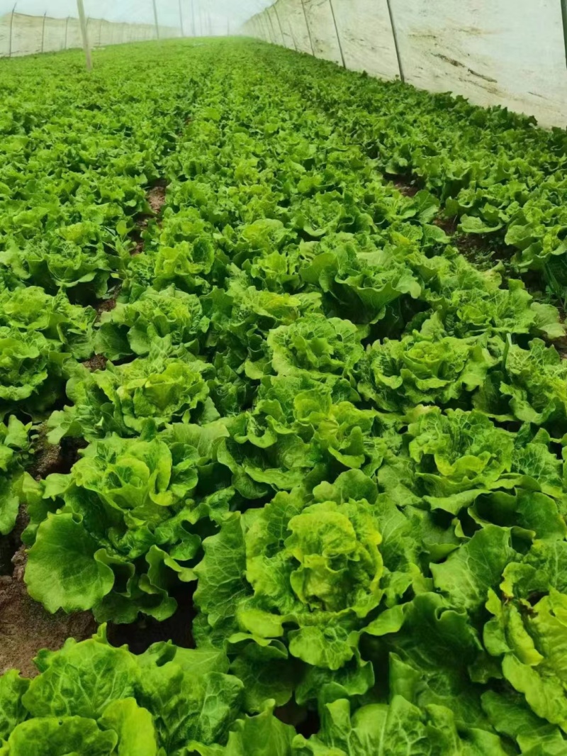 意大利生菜,大棚种植