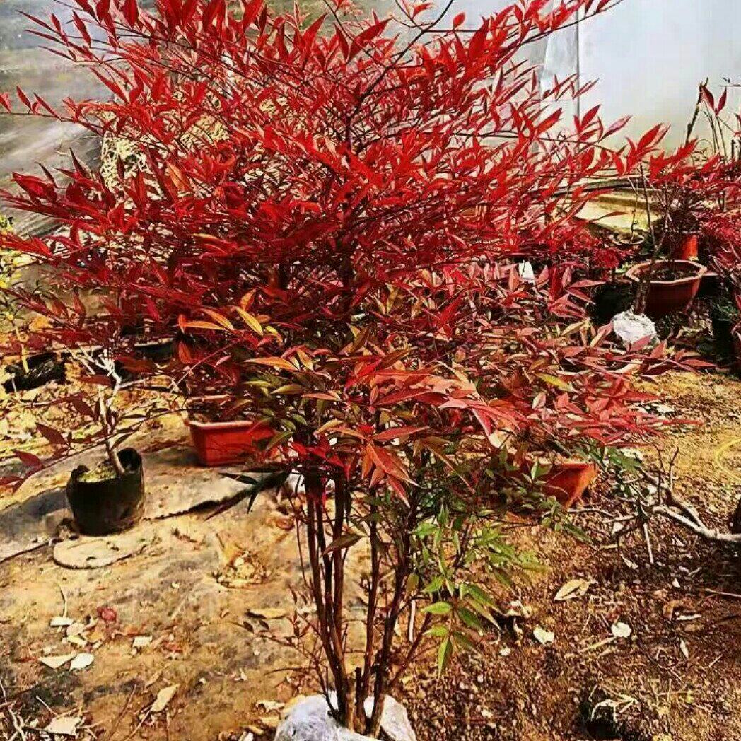 [南天竹批发]江苏徐州丰县南天竹 48.00元/棵南天竹盆栽盆景 _ 一亩田