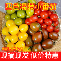 精品圣女果山东四色小番茄五彩大量有货
