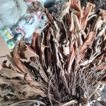 精品无根石苇