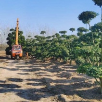 小叶女贞造型树、景观树、造型小叶女贞树