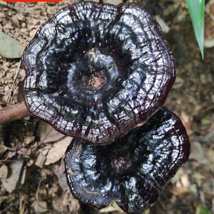 惠安县灵芝产地行情