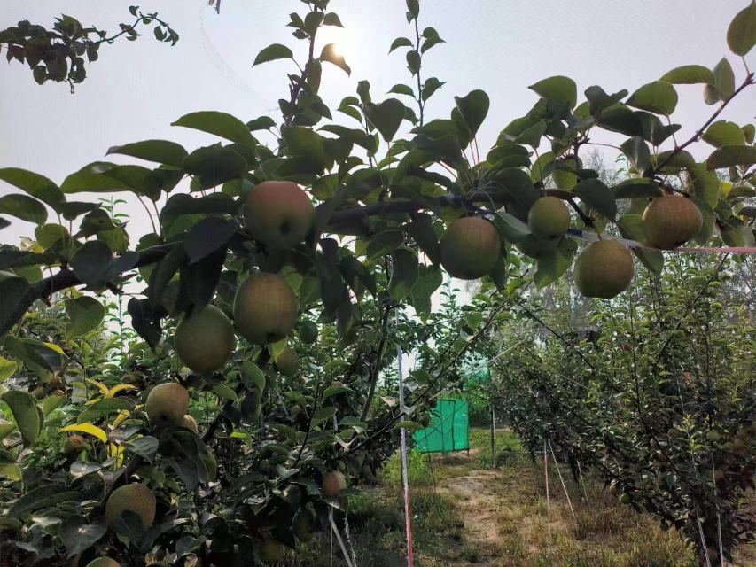 一片红梨果园,阳光下的红梨挂满枝头,果皮泛着红光,呈现出丰收的景象 红梨果园