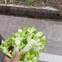 合川精品儿菜