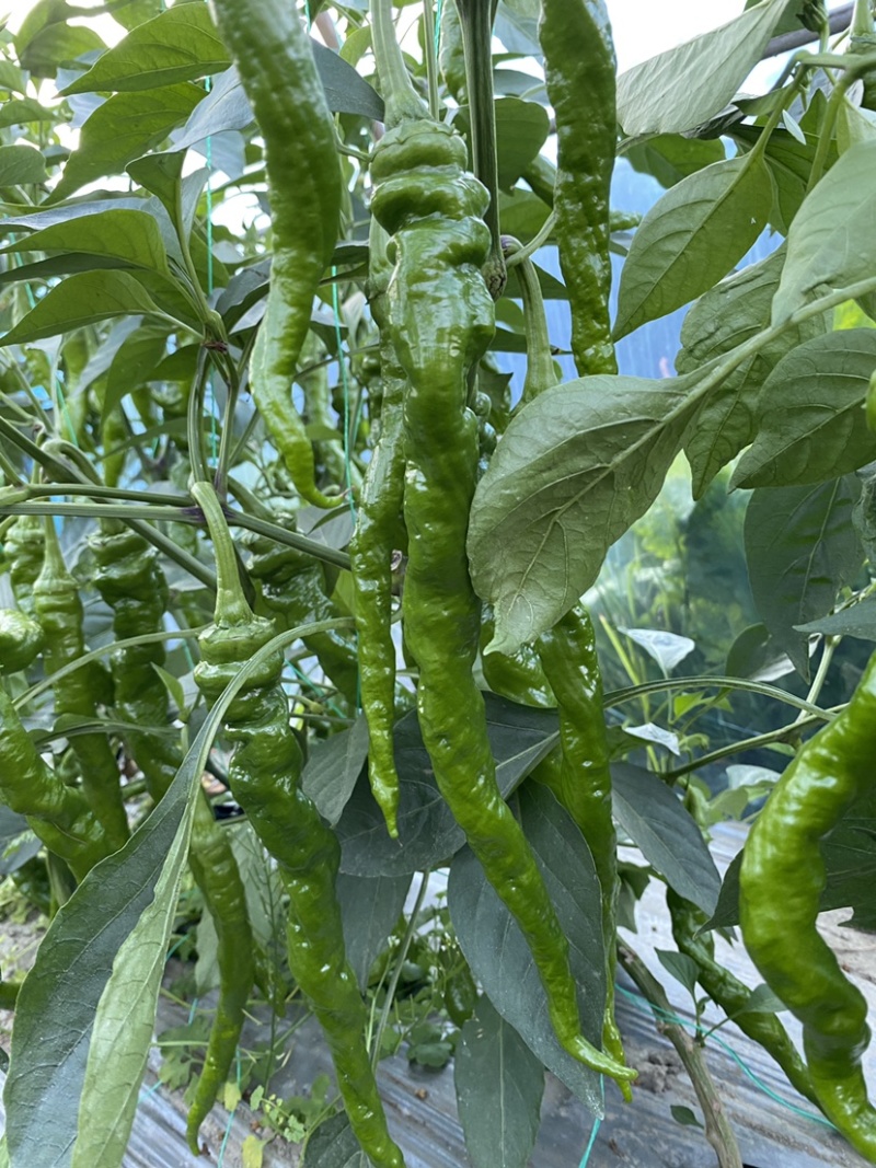 (元/斤)品种产地鲜辣椒产地热销螺丝椒行情走势螺丝椒品种1元/斤精品