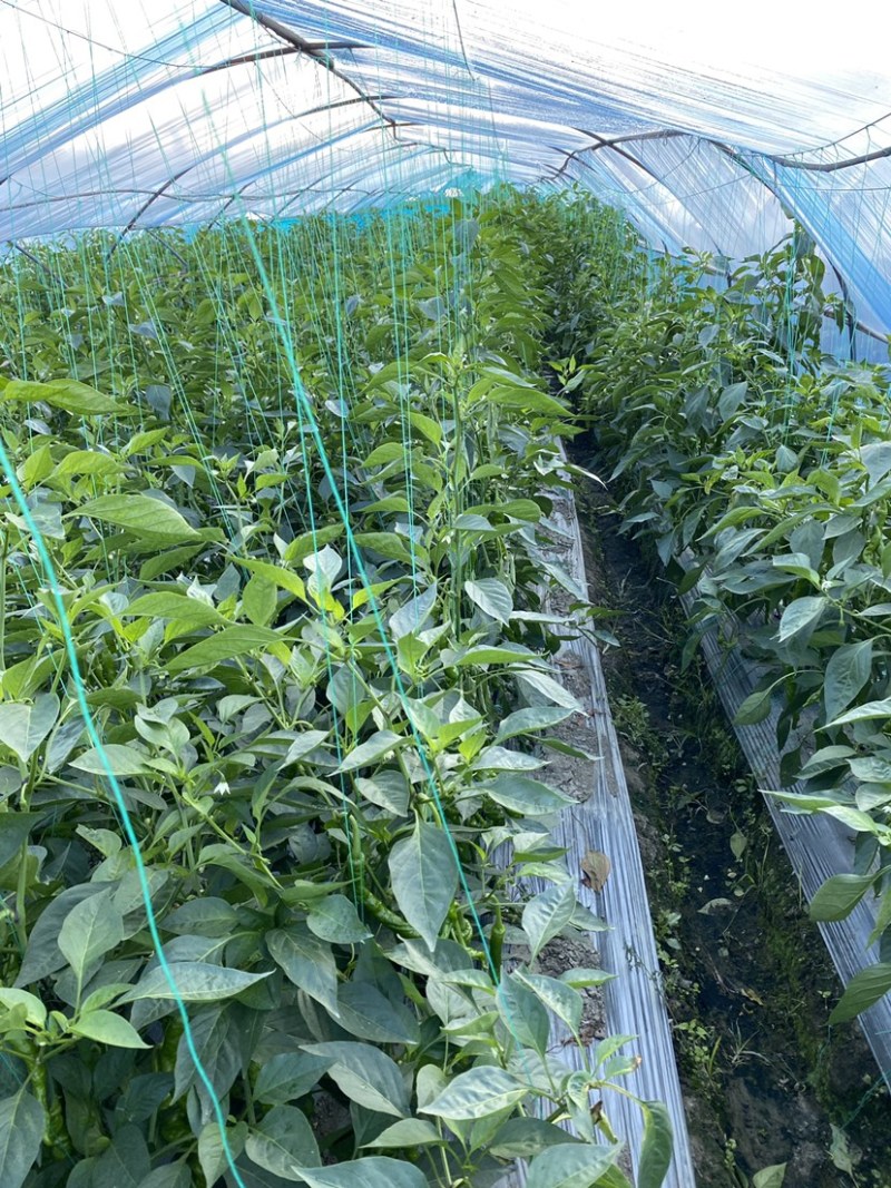 (元/斤)品种产地鲜辣椒产地热销螺丝椒行情走势螺丝椒品种1元/斤精品