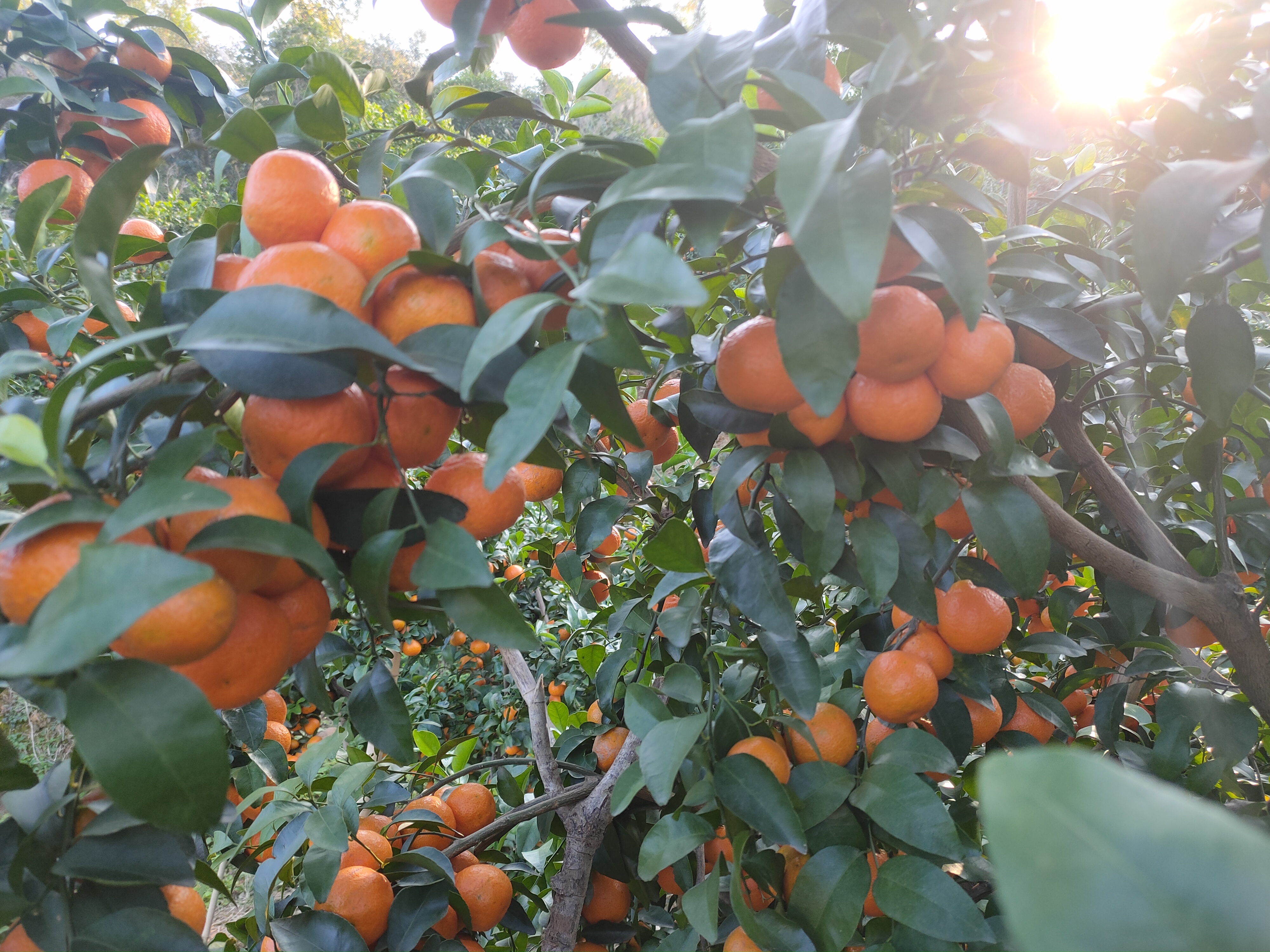 果园中的沙糖桔开花场景