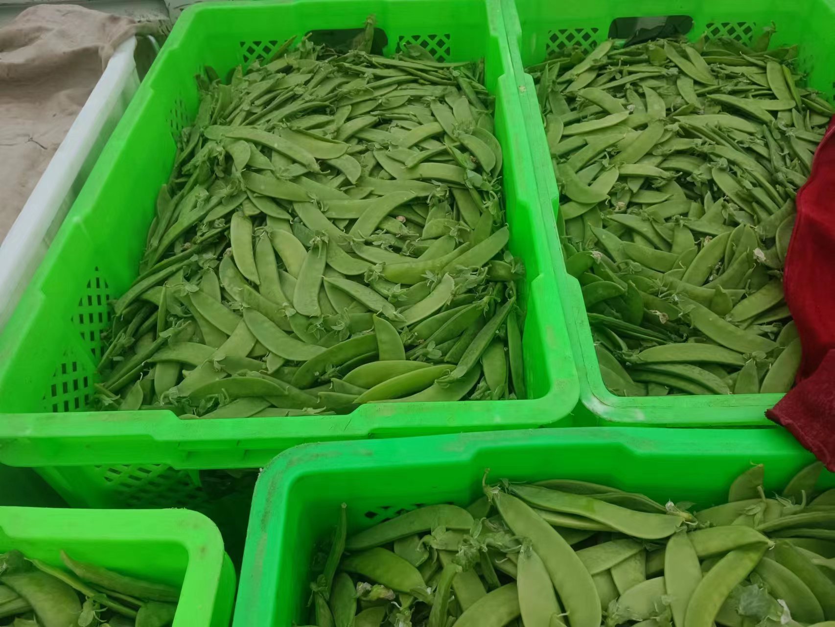 新鲜的荷兰豆在市场中摆摊出售的场景