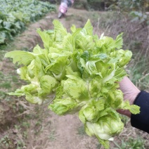 儿菜